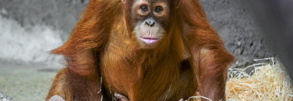 Kawi, foto: ZOO Praha