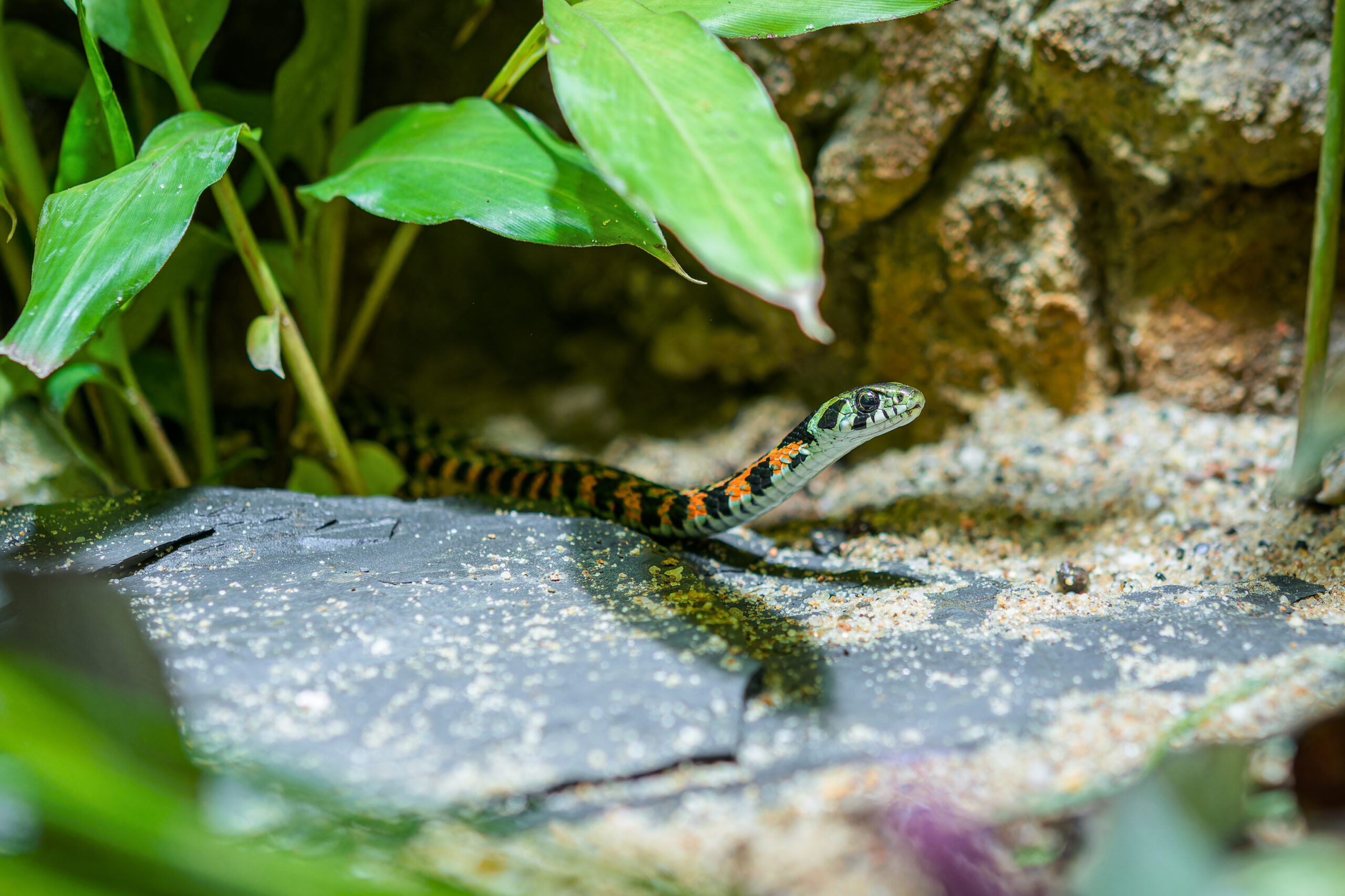 Atraktivní užovky tygří vystavují vedle Zoo Praha už jen dvě zoologické zahrady v Evropě – v Estonsku a Rakousku. Foto Petr Hamerník, Zoo Praha