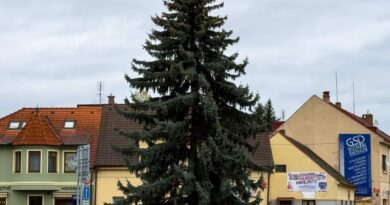 Stromeček Na Burze, foto: Karel Bendl