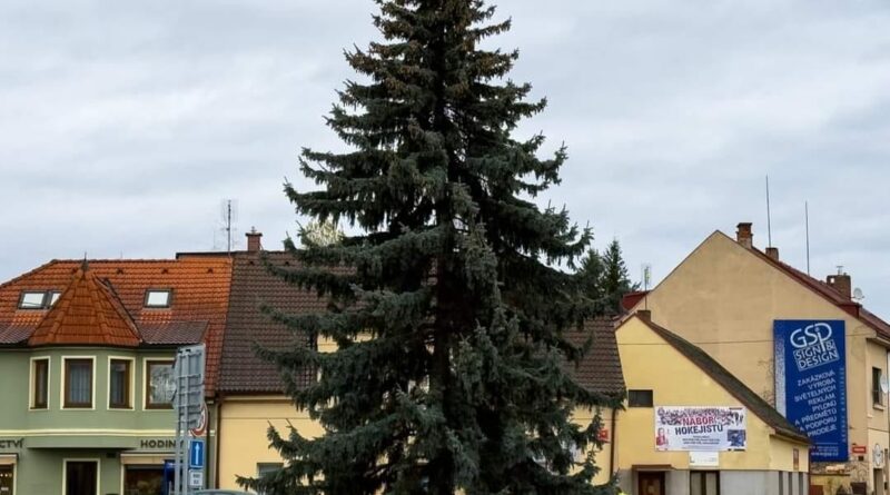 Stromeček Na Burze, foto: Karel Bendl