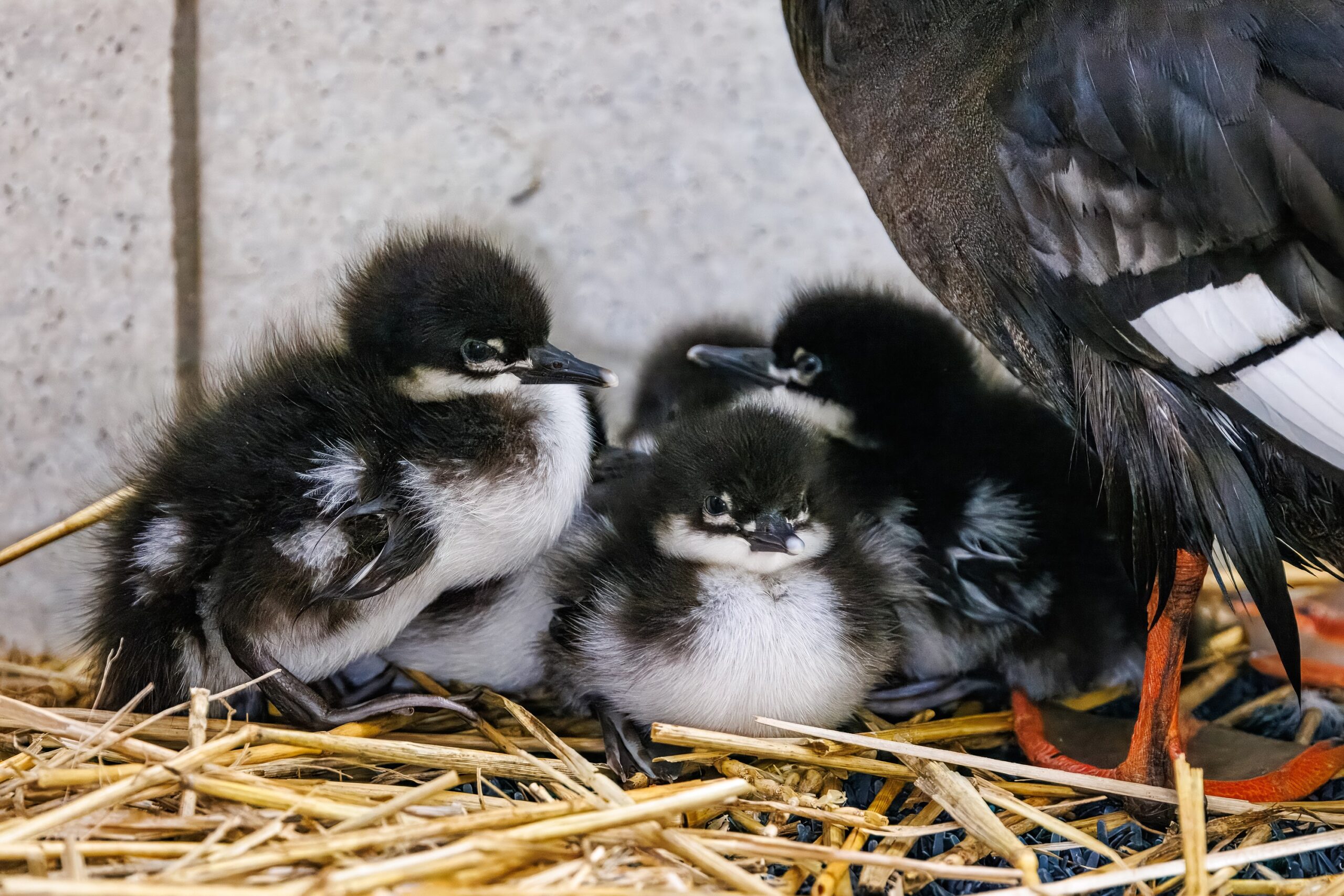 První mláďata morčáků paranských, která přišla na svět mimo svou domovinu. Ptáčata se zatím zdržují v teplém zázemí zoologické zahrady. Návštěvníci Zoo Praha je spatří v expozici Ptačí mokřady pravděpodobně v půlce dubna. Foto Miroslav Bobek, Zoo Praha