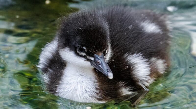 Mláďata morčáků paranských jsou zatím zbarvena černobíle, avšak v dospělosti jejich peří ovládnou tmavší tóny, zatímco hlava se zbarví do zeleně kovolesklých odstínů a přibude na ní chocholka. Foto Miroslav Bobek, Zoo Praha